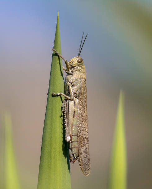 migratory locust perched on green plant - locust epidemic grasshopper pest imagens e fotografias de stock