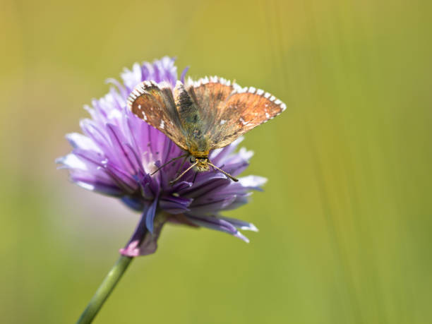 istock Butterfly Warming its Wings in the Sun 867557714
