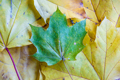 Green leaf on a bed of yellow leaves
