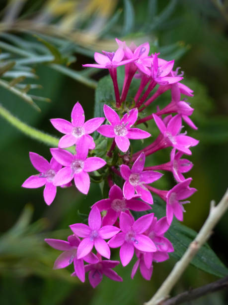 istock Pink Pentas flowers in bloom. 867560496