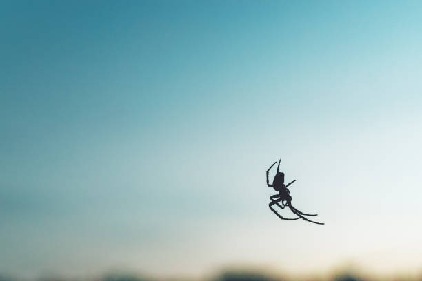 istock Silhouette of  spider hanging on its web on blue abstract background 867565828