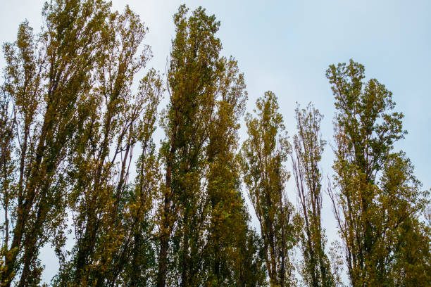 istock autumn trees in vintage colors 867572608