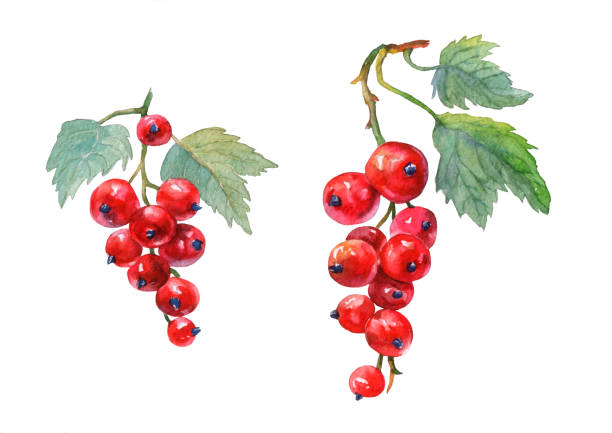 레드 건포도입니다. 핸드는 흰색 바탕에 수채화 그림을 그려. - currant stock illustrations