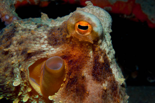 istock Octopus is camouflaged among the rocks 867575352