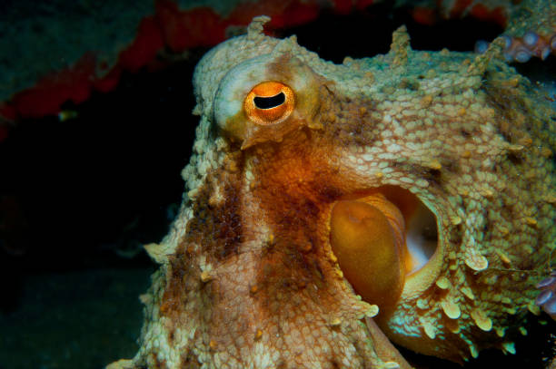 istock Octopus is camouflaged among the rocks 867575386
