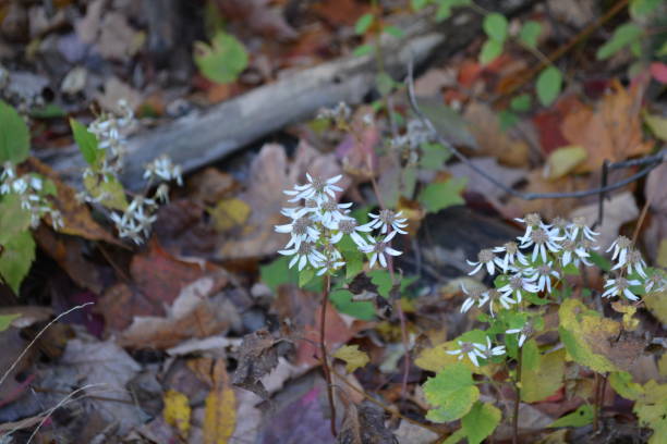 istock Closeup of White Flowers 867575644