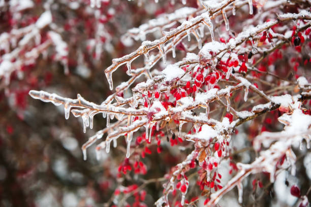 istock Icy branches with red berries of barberry after freezing rain 867580754