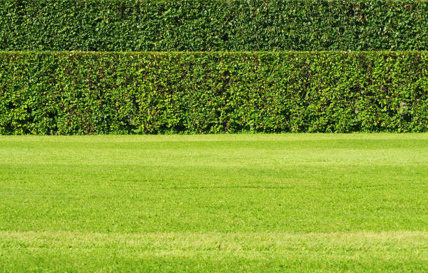 Trimmed shrub fence. Green hedge fence with green grass floor. Natural geometry, two-tier hedge, lawn. Parallel lines Trimmed shrub fence. Green hedge fence with green grass floor. Natural geometry, two-tier hedge, lawn. Parallel lines brush fence stock pictures, royalty-free photos & images