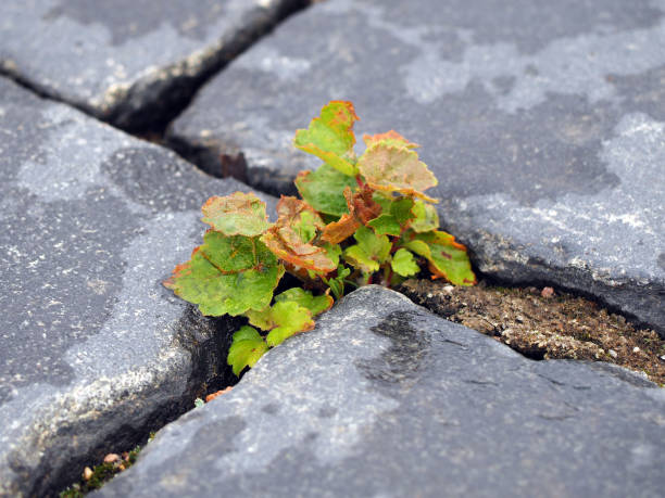 istock Plant in stone. Small tree broke through the stone slabs 867594330