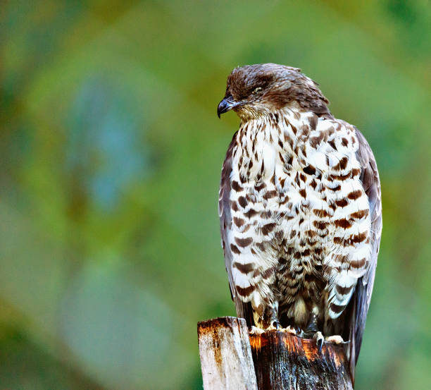 istock Wild falcon in the forest. 867611592