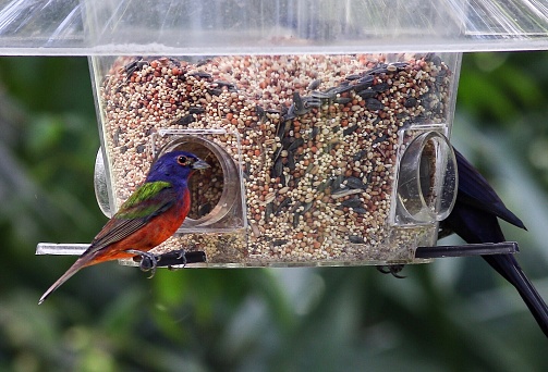 Male Painted Bunting at a feeder.