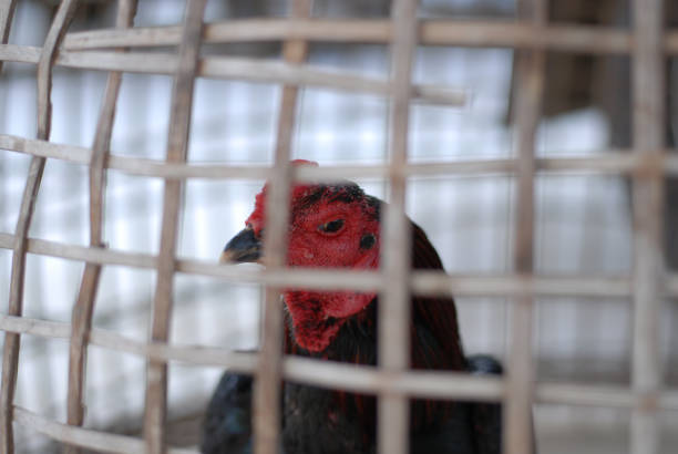 istock chicken in cage between wait for feed food 867622056