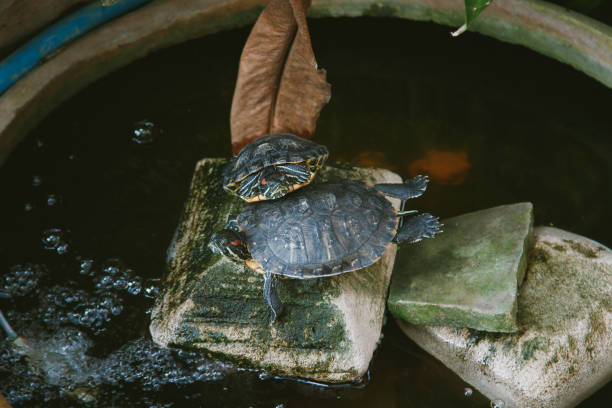 Japanese turtles  in a pond Japanese turtles  in a pond mauremys reevesii stock pictures, royalty-free photos & images