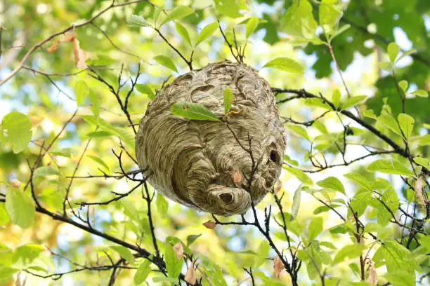 Large wasp nest in a tree