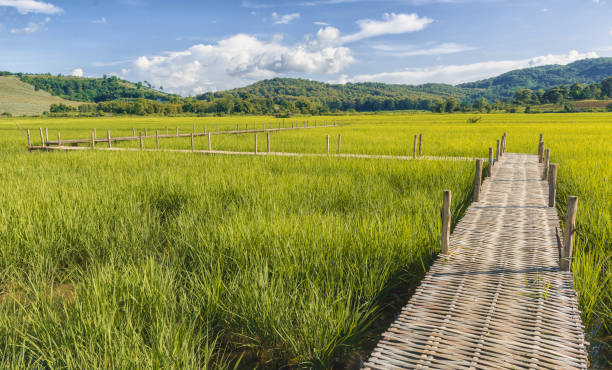 istock Bamboo bridge across the rice field in Thailand 867629430