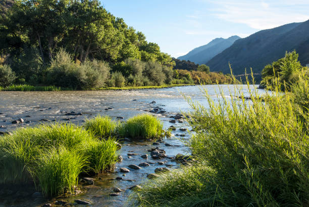 rio grande - riparian forest foto e immagini stock