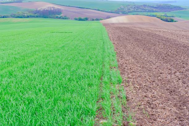 istock Green fields in South Moravia, Czech Republic. Waves hills with green grass, rolling fields. Moravian Tuscany. 867632160