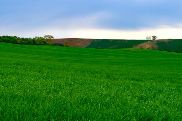 istock Green fields in South Moravia, Czech Republic. Waves hills with green grass, rolling fields. Moravian Tuscany. 867632172