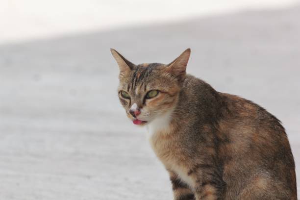 istock Cats sit on concrete floors. 867635660