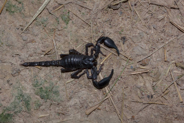 istock Scorpion on the ground in the forest. 867637980