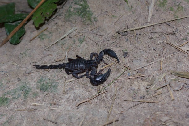 istock Scorpion on the ground in the forest. 867638006