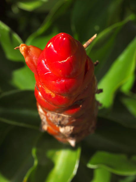 istock Vertical top view close up red cone Crepe Ginger (Cheilocostus speciosus) flower 867638086