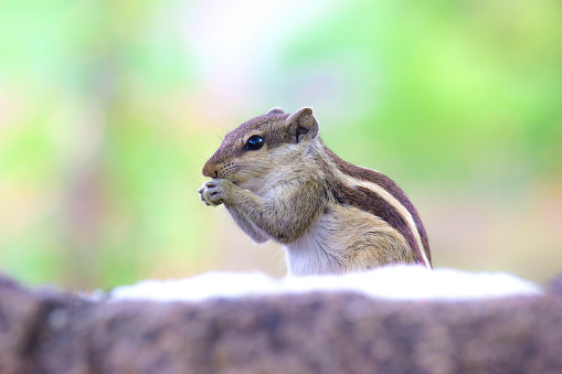 Upright ground squirrel up close