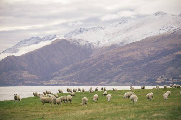 istock NZ high country sheep 867638616