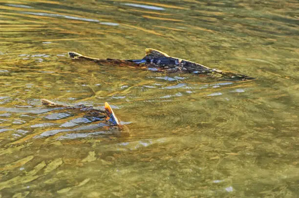 Photo of Salmon Spawning