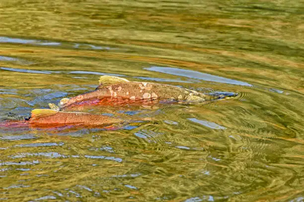 Photo of Salmon Spawning