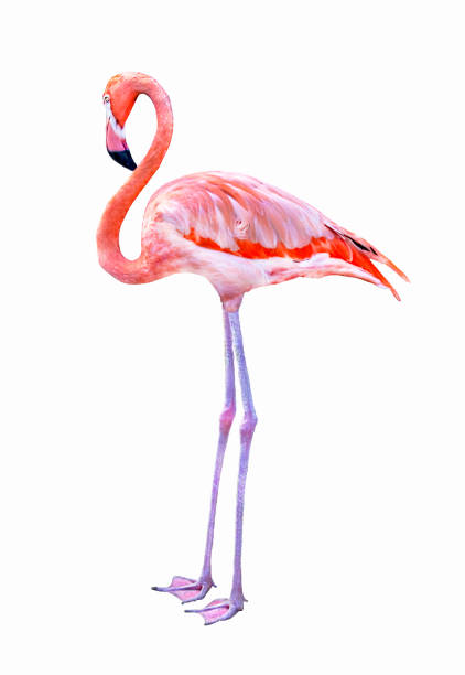 istock Pink Flamingo Isolated on White 867644338