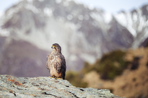 Native falcon in mountains of NZ
