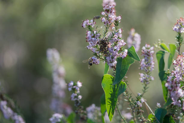 Bee collects scented lavender flowers at field