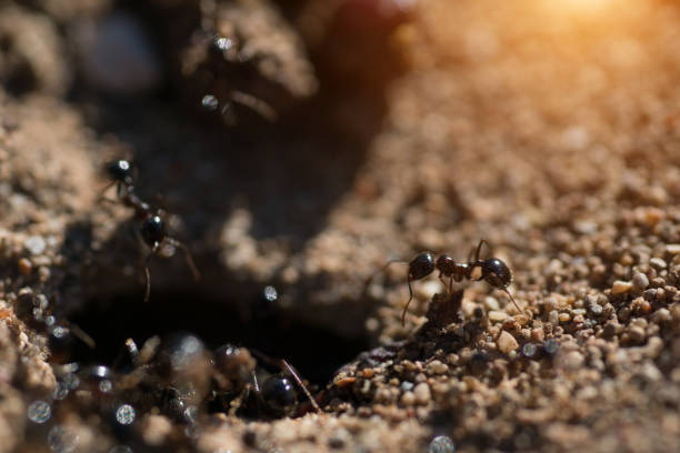 entrada da formiga formigueiro macro fotografia - anthill macro ant food - fotografias e filmes do acervo