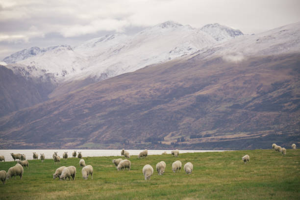 istock NZ high country sheep 867645010