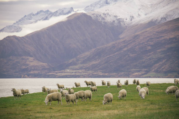 istock NZ high country sheep 867645148