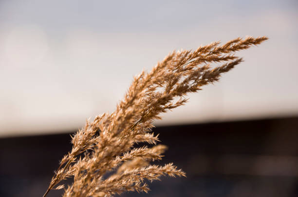istock Blades of grass witn spikelets on the light blue background. Wind 867648104