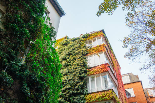 some apartment buildings with colorful ivy