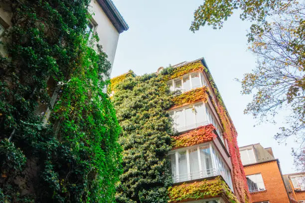 some apartment buildings with colorful ivy