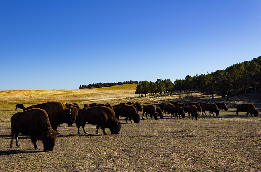 A heard of buffalo grazing on an autumn day near Zion National Park in Utah.
