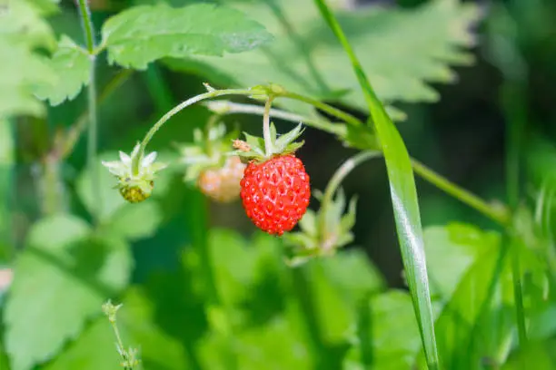 red wild strawberry in forest, sweet aroma berry