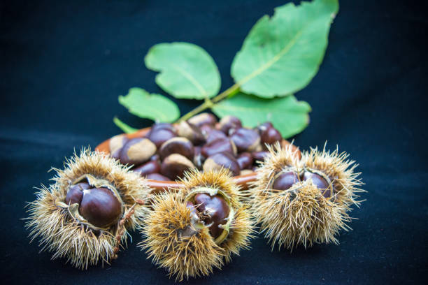 栗のハリネズミのクローズ アップ - chestnut close up close to macro ストックフォトと画像