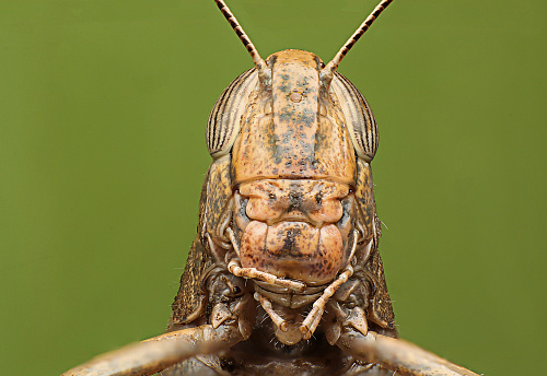 Grasshoppers. green background detailed super macro shooting