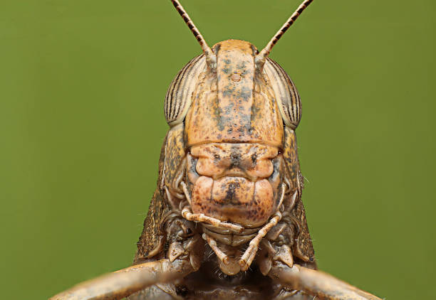 gafanhotos. fundo verde. detalhada macro super tiro. - cricket locust grasshopper insect - fotografias e filmes do acervo