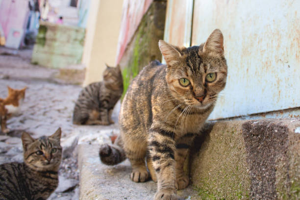 istock cat. black grey cat, rear daplanda cats. 867671326