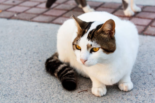istock the cat. black and white stray cat 867672080