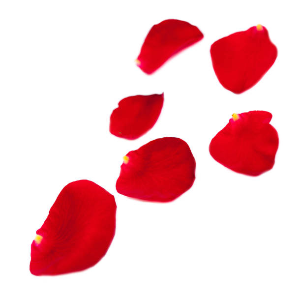 istock Red Rose petals fall  Isolated on white  background.  Valentine or Wedding background