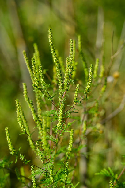 istock Ambrosia plant causes ragweed allergy 867672700