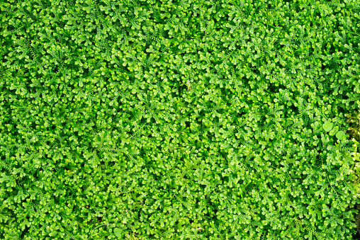 Small green leaves of plant on the ground for background and texture and decorate the landscape area