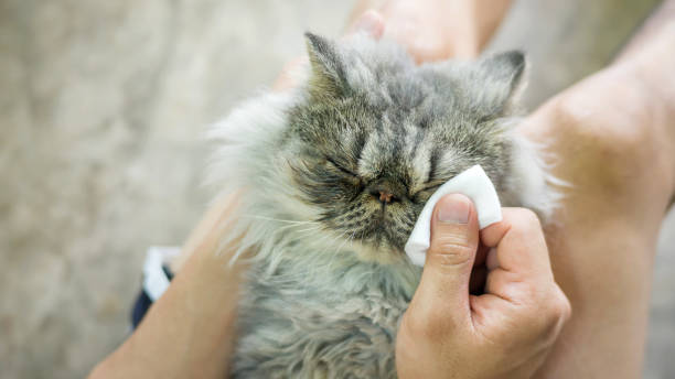 человек чистит глаз серого полосатого персидского кота. - domestic cat gray kitten paw стоковые фото и изображения